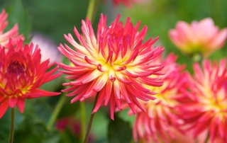 pink dahlias with yellow centers