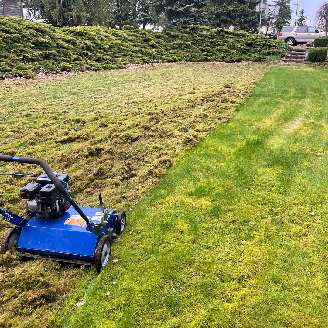 A lawn dethatcher on a lawn that is half dethatched