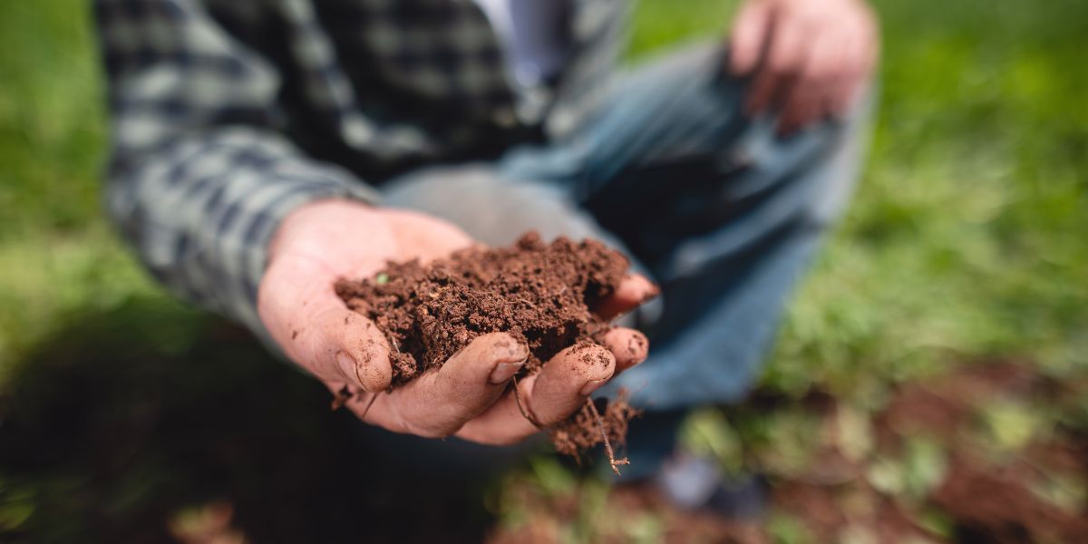 image of hand holding brown soil while person squats in field