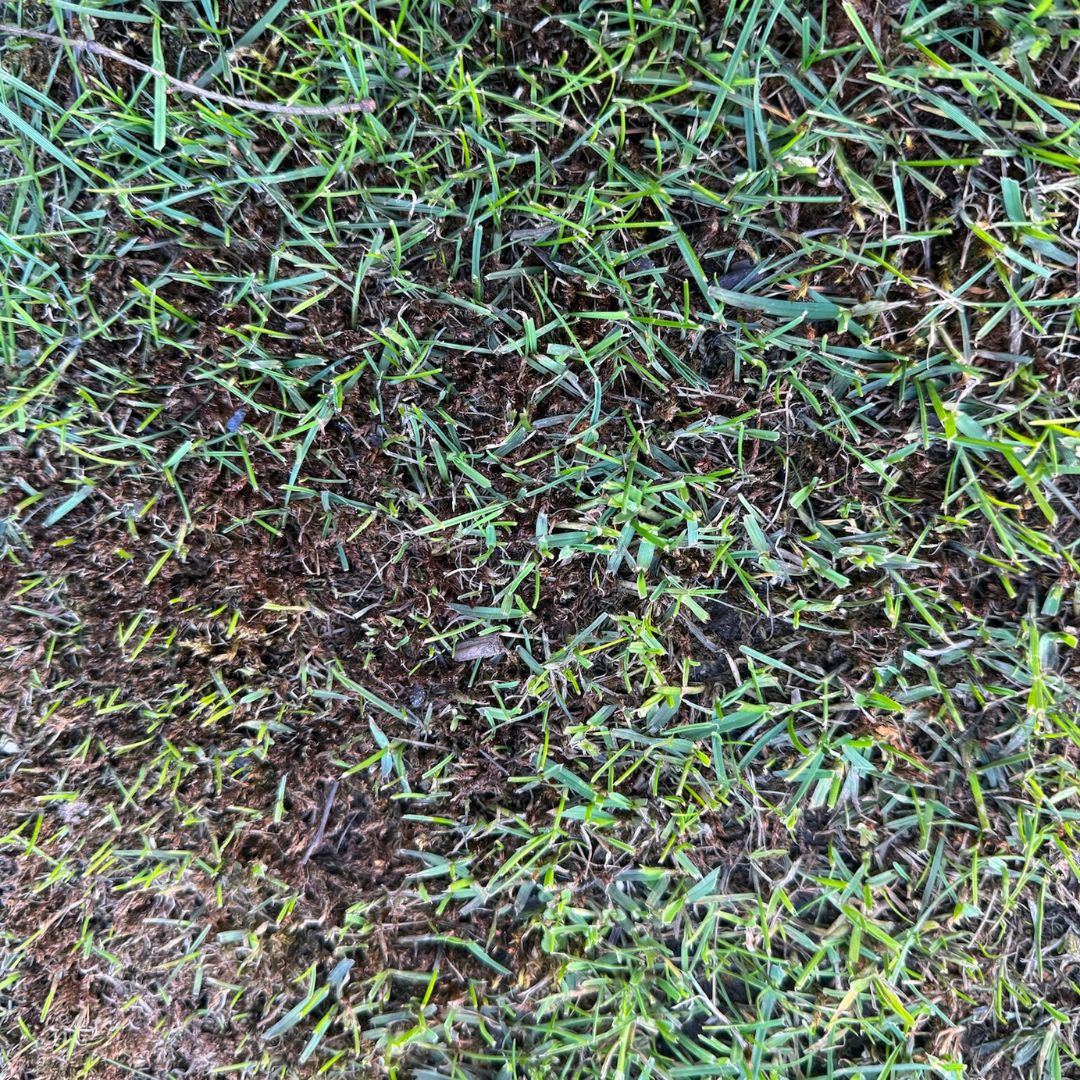 Image of a lawn that has black spots after moss treatment