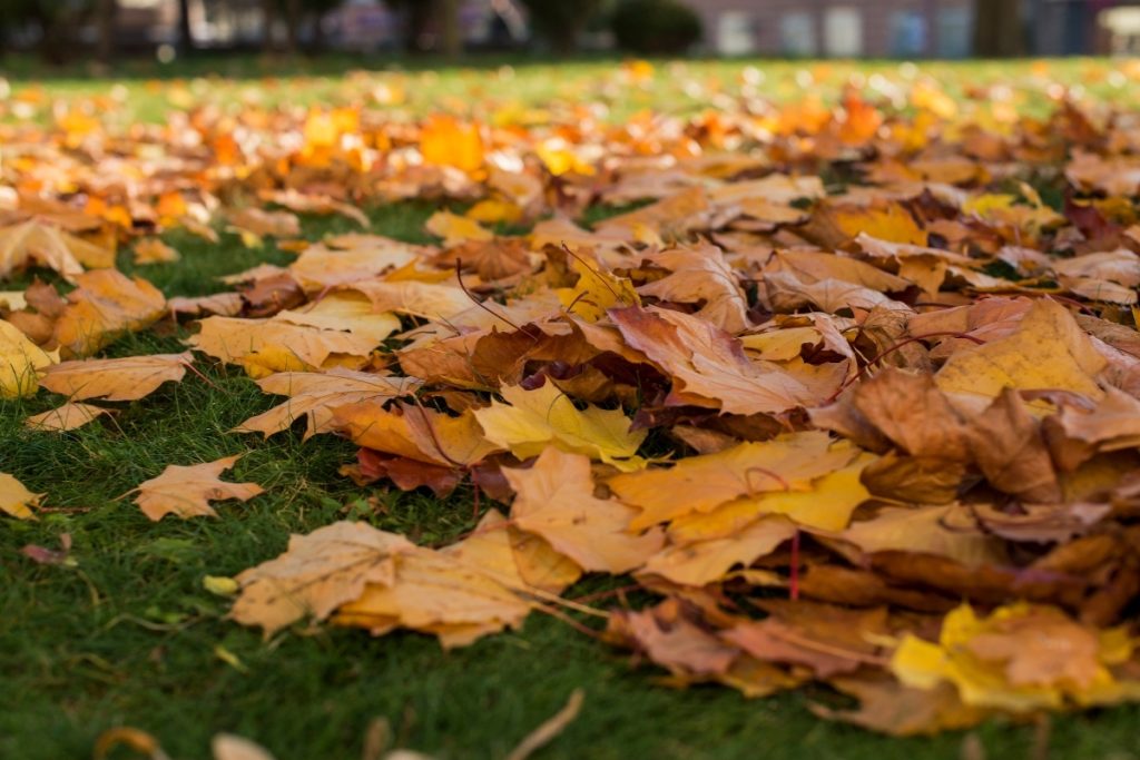 Fall Yard Debris Cleanup in the PNW