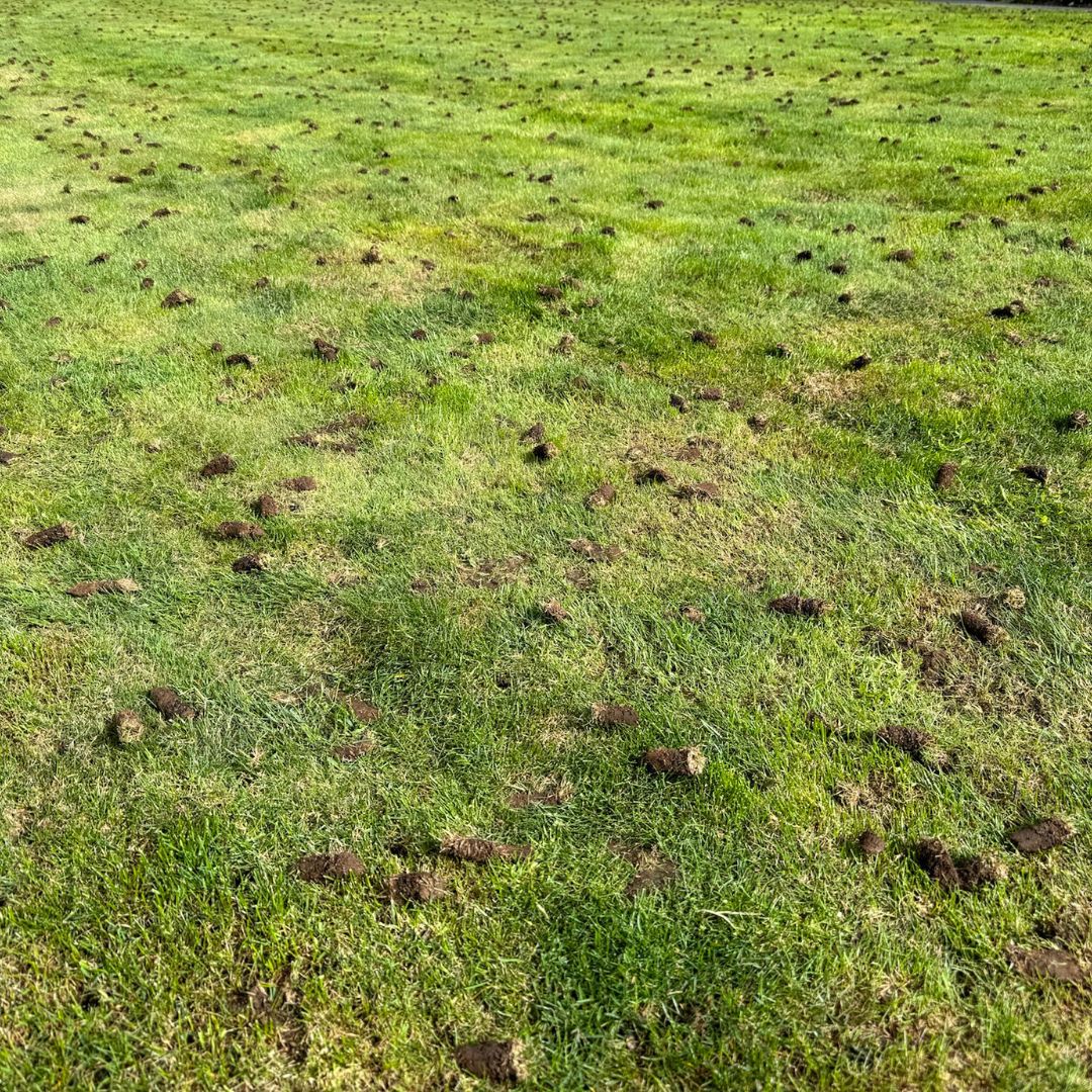 A lawn that has been aerated