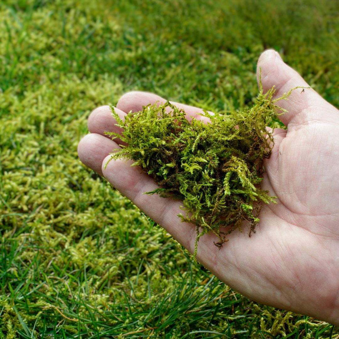 A hand holding moss from a lawn