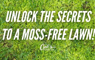 Image of lawn with moss growing in it and text "Unlock the Secrets to a Moss-Free Lawn!"