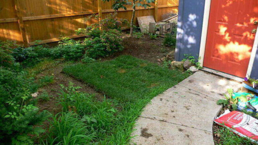 Grow Grass in the Shade--lay sod