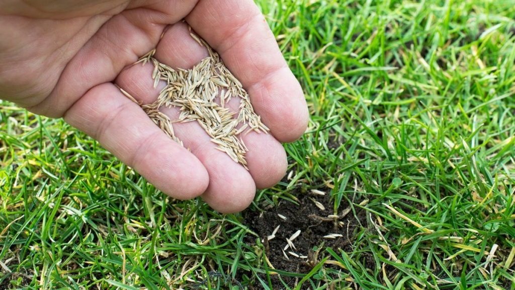 Grow grass in the shade-- over seed