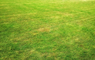 avoid patchy yellow grass with these 3 tips | Outdoor Power Equipment | Carl's Mower & Saw