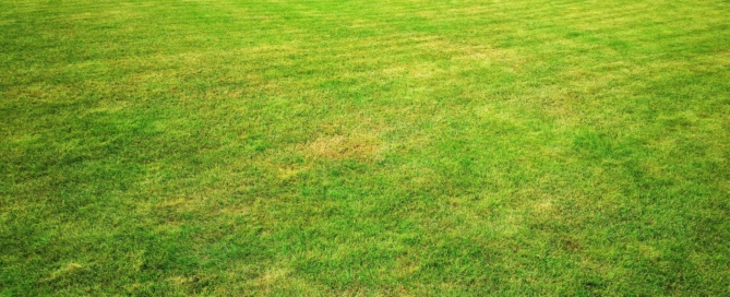 avoid patchy yellow grass with these 3 tips | Outdoor Power Equipment | Carl's Mower & Saw