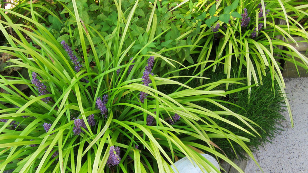 Shade loving plants -lillyturf