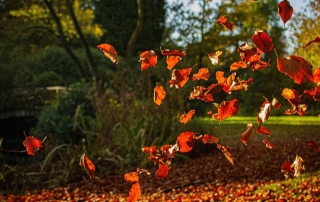 Orange leaves mid-air as they fall from the tree in autumn