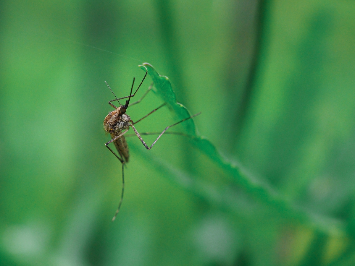 How to Get Rid of Mosquitoes in Your Grass & Lawn Ferndale