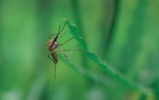 HOW TO GET RID OF MOSQUITOES IN YOUR GRASS & LAWN Image of a mosquito on a blade of grass