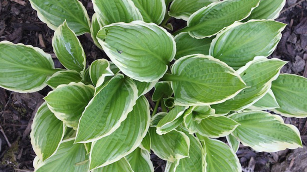 shade loving plants-hostas