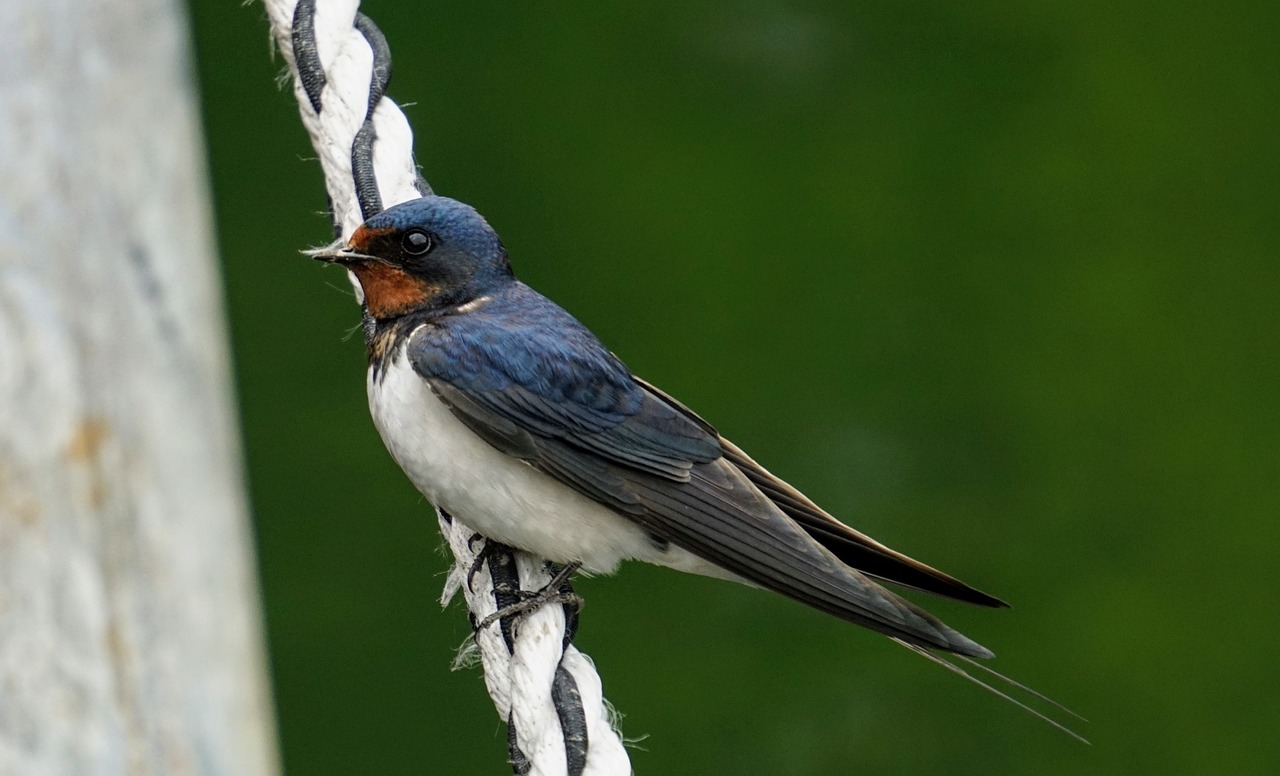 Image of a bird sitting on a rope cord outside